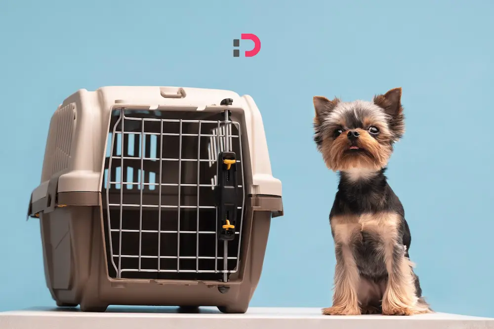 همه چیز درباره مسافرت با سگ در پت شاپ آنلاین پت دونی | نکات، وسایل و مدارک موردنیاز 1404